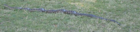 Carpet python snake